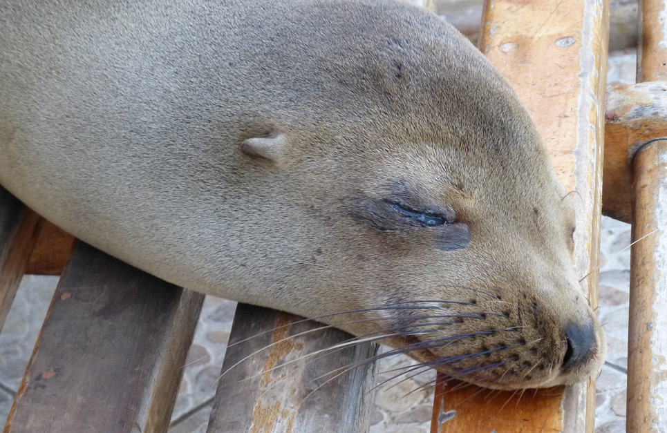 Sea lion sleeping on bench on the Galapagos | Travel with KILROY